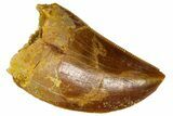 Serrated, Juvenile Carcharodontosaurus Tooth - Morocco #361042-1